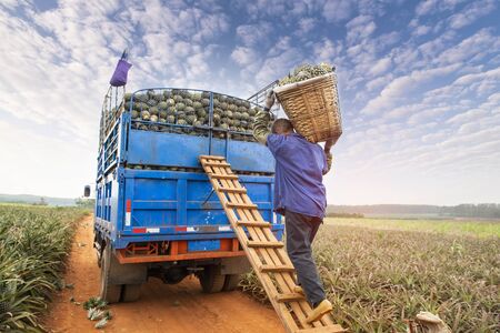 Truck fully loaded with fresh pineapples and worker which carry themの写真素材