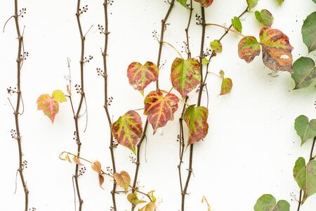 ivy isolated on a white backgroundの写真素材