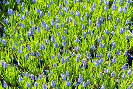 Blue hyacinth grape flowers as a good spring background.