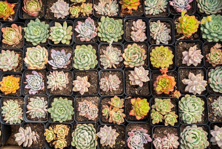 Miniature succulent plants (succulent cactus) at the garden