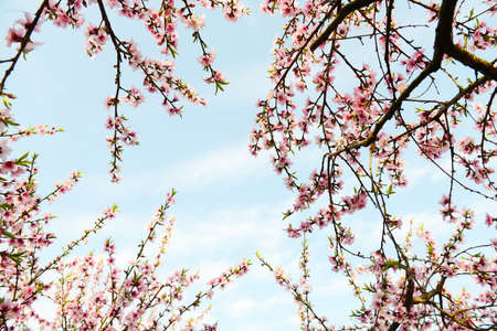 Rural landscape,Peach Blossom in moutainous area in shaoguan district, guangdong province, Chinaの写真素材