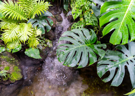 Tropical plants background of green leaves of Monstera plant leaf texture.