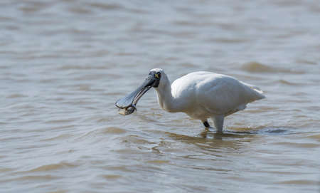 Black-faced Spoonbill at waterland in shenzhen,china.の写真素材