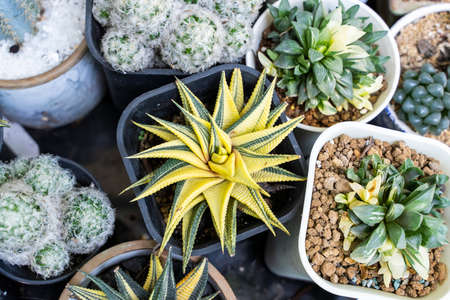 Haworthia limifolia cactus planted in flowerpot, top viewの写真素材