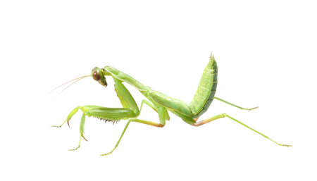 Praying mantis isolated on white background.
