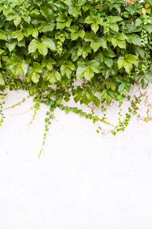 Ivy on the white wall beside the road.の写真素材