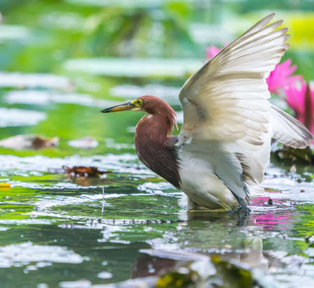 pond heron (Ardeola bacchus) on lotus leaves in pondの写真素材