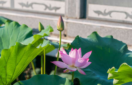 lotus flower plants with green leaves in pondの写真素材