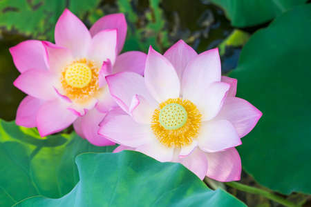 lotus flower blooming in summer pond with green leaves as backgroundの写真素材