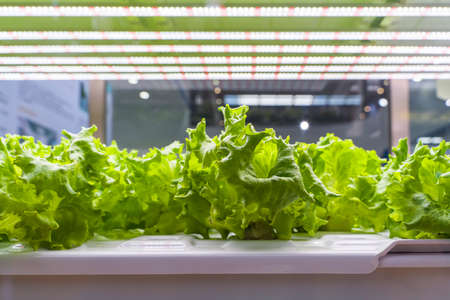 Organic hydroponic vegetable grow with LED Light Indoor farm,Agriculture Technologyの写真素材