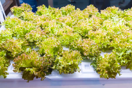 Organic hydroponic vegetable grow with LED Light Indoor farm, Agriculture Technology