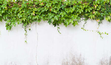 ivy isolated on a white background.の写真素材