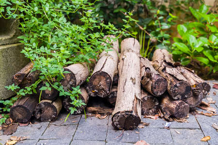 Pile of Timber Logs in wooden plantの写真素材