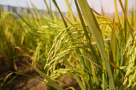 Rice field on rice paddy green color lush growing is a agriculture