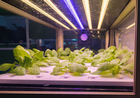 Organic hydroponic vegetable grow with LED Light Indoor farm,Agriculture Technology