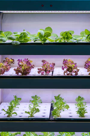 Organic hydroponic vegetable grow with LED Light Indoor farm,Agriculture Technologyの写真素材