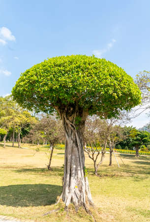 Eucalyptus Bonsai tree in gardenの写真素材