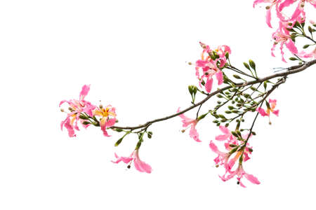 pink silk floss tree flower isolated on white backgroundの写真素材