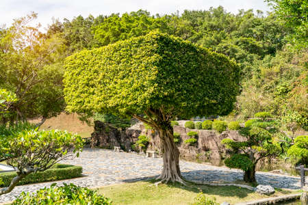 Eucalyptus Bonsai tree in gardenの写真素材