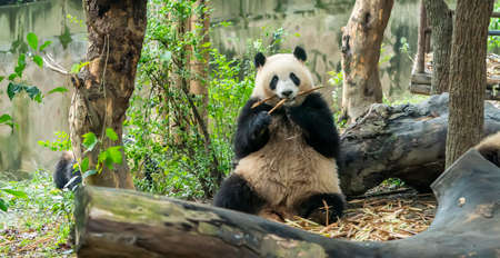 Panda eating shoots of bamboo. Rare and endangered black and white bear.の写真素材