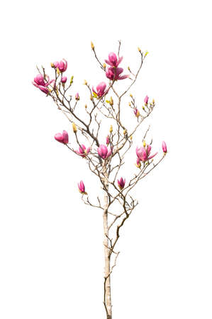 pink flower of magnolia spring branch isolated on white backgroundの写真素材