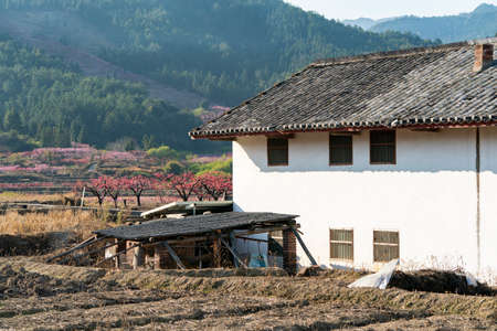 Rural landscape,Peach Blossom in moutainous area in lianping district, guangdong province, Chinaのeditorial素材