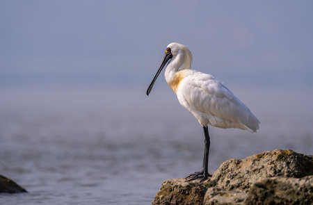 Black-faced Spoonbill at waterland in shenzhen,chinaの写真素材