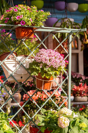 flowers of daisy blossom growing in gardenの写真素材