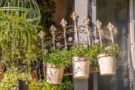 flowers of daisy blossom growing in pot on gardenの写真素材