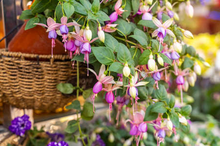 purple fuchsia bell flower hanging from a green tree branchの写真素材