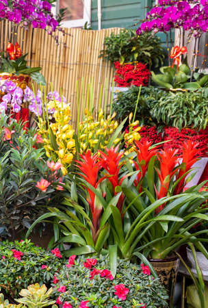 red pineapple flower blooming in garden, bromeliad flowerの写真素材