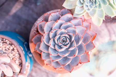 Miniature succulent plants (succulent cactus) backgroundの写真素材