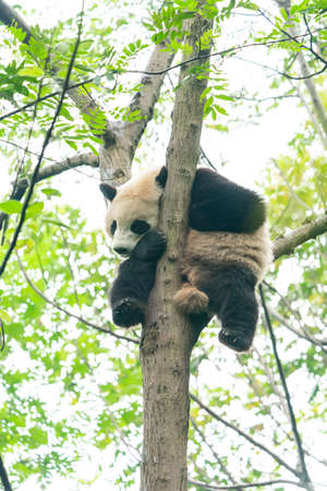 Giant panda over the tree.の写真素材