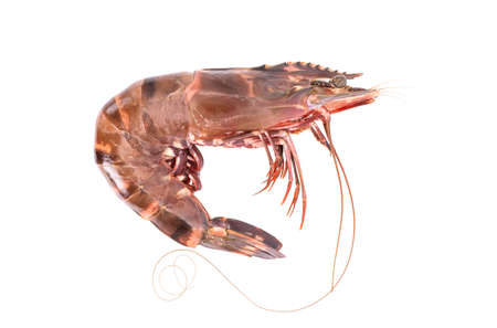 fresh raw shrimp on white background.の写真素材