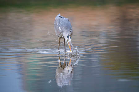 Gray heron,Wildlife in natural habitatの写真素材