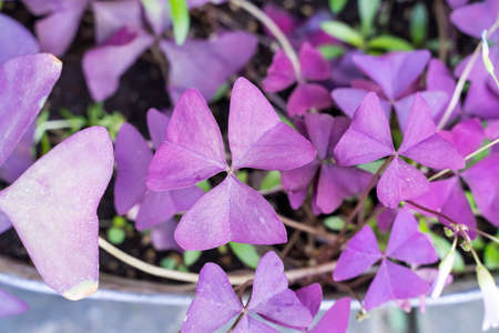 three shamrock leaves in a clover patchの写真素材