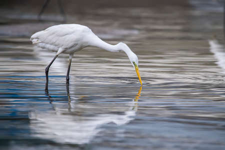 Great White Egret fishing on a lake