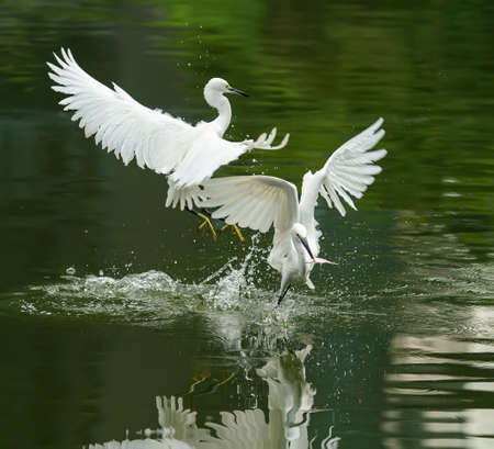 Snowy Egret Wading in shallow edge of lake looking for fishの写真素材