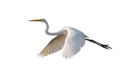 Great egret isolated on white backgroundの写真素材