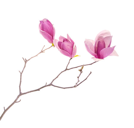 magnolia spring branch isolated on white backgroundの写真素材
