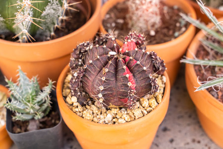 path leading through a flower gardenの写真素材