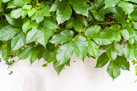 ivy isolated on a white background.
