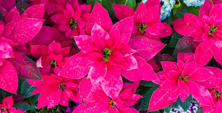 Euphorbia is a beautiful poinsettia green plant with bright red leaves. Christmas holidays popular decorationの写真素材