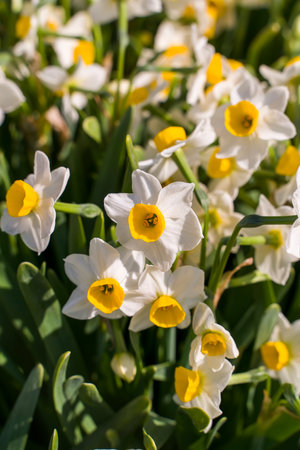 narcissus blooming for chinese new yearの写真素材