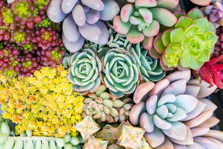 Miniature succulent plants in gardenの写真素材