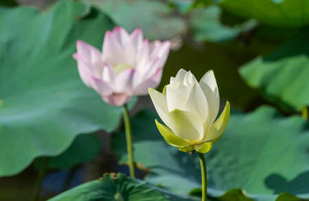 lotus flower blooming in summer pond with green leaves as backgroundの写真素材