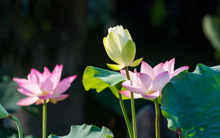 lotus flower blooming in summer pond with green leaves as backgroundの写真素材