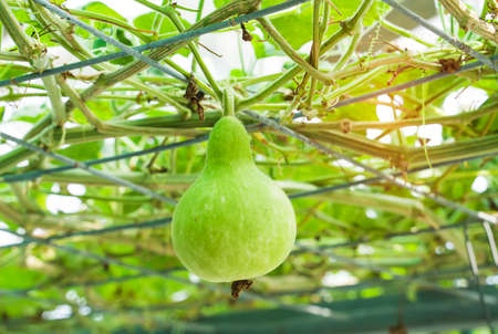 green bottle gourd in the gardenの写真素材