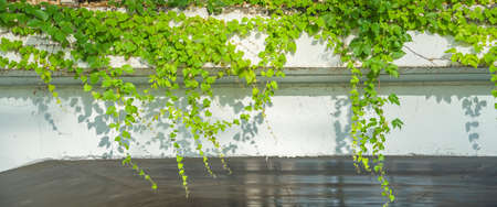 green ivy on a white wall background.の写真素材