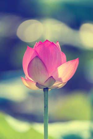 Beauty pink lotus or water lily is in closeup in lotus pondの写真素材
